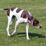 英国波音达犬-缩略图-1