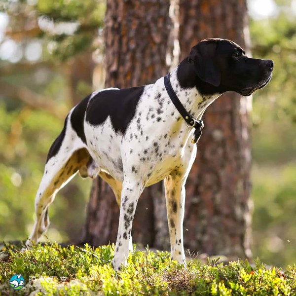 英国波音达犬-2