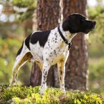 英国波音达犬-缩略图-2