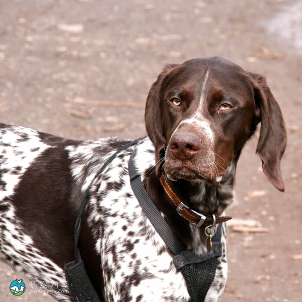 英国波音达犬-3