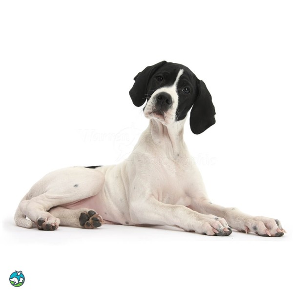 英国波音达犬-4