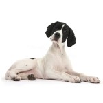 英国波音达犬-缩略图-4