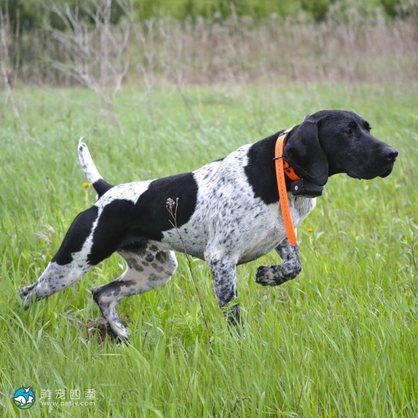 英国波音达犬-5