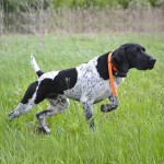 英国波音达犬-缩略图-5