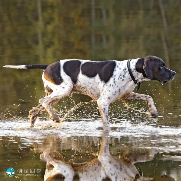 英国波音达犬-6