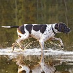 英国波音达犬-缩略图-6