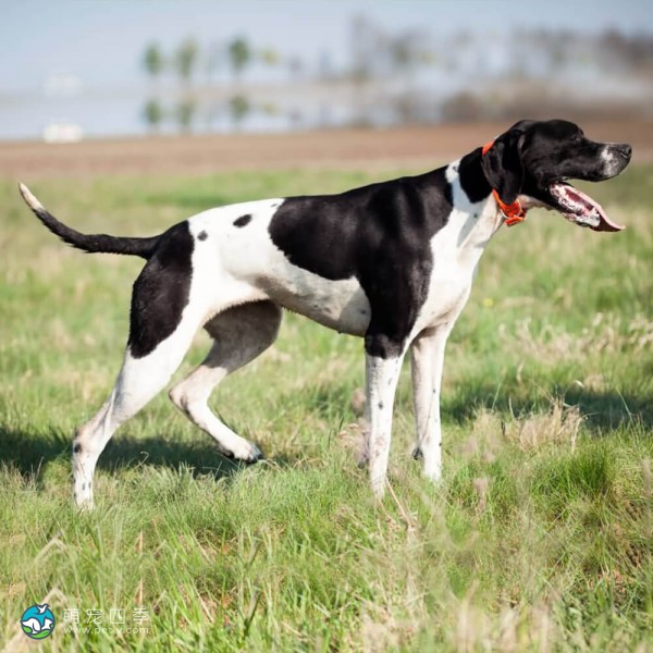 英国波音达犬-7