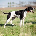 英国波音达犬-缩略图-7