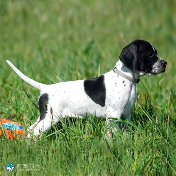 英国波音达犬-8