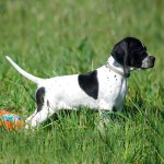 英国波音达犬-缩略图-8