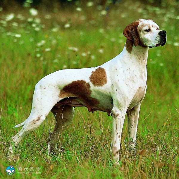 英国波音达犬-9