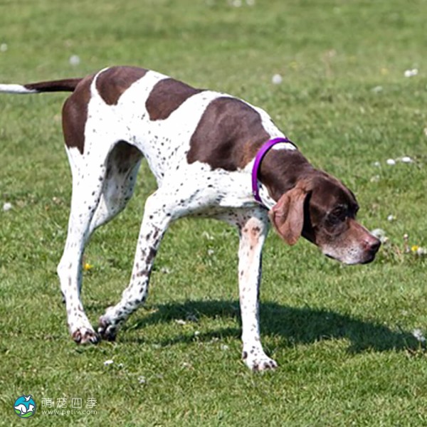 英国波音达犬-10