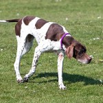 英国波音达犬-缩略图-10