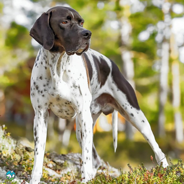 英国波音达犬-11