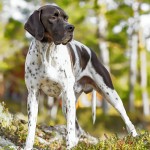 英国波音达犬-缩略图-11