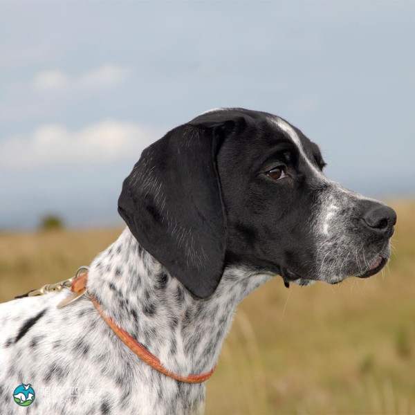 英国波音达犬-12