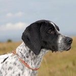 英国波音达犬-缩略图-12