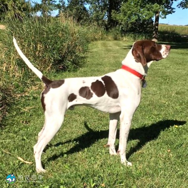 英国波音达犬-13