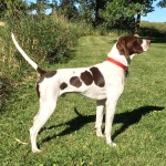 英国波音达犬-缩略图-13