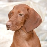 匈牙利维兹拉犬-缩略图-1