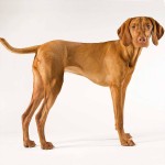 匈牙利维兹拉犬-缩略图-2