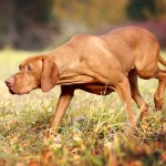 匈牙利维兹拉犬-缩略图-3