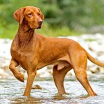 匈牙利维兹拉犬-缩略图-4