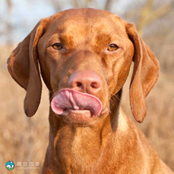 匈牙利维兹拉犬-5