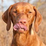 匈牙利维兹拉犬-缩略图-5