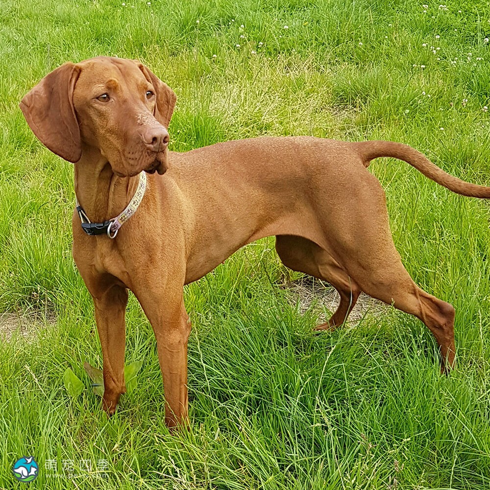 匈牙利维兹拉犬 - 马扎尔维兹拉犬 - Hungarian Vizsla - 萌宠四季