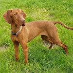 匈牙利维兹拉犬-缩略图-7