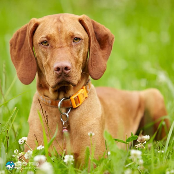 匈牙利维兹拉犬-8