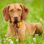 匈牙利维兹拉犬-缩略图-8