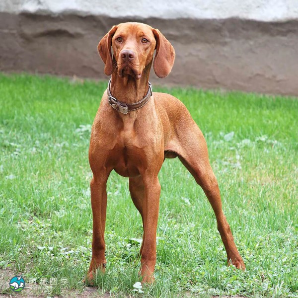 匈牙利维兹拉犬-9