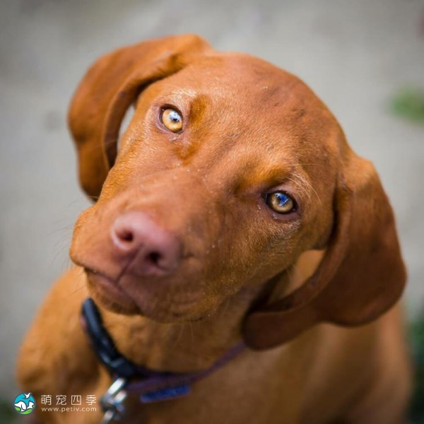 匈牙利维兹拉犬-10