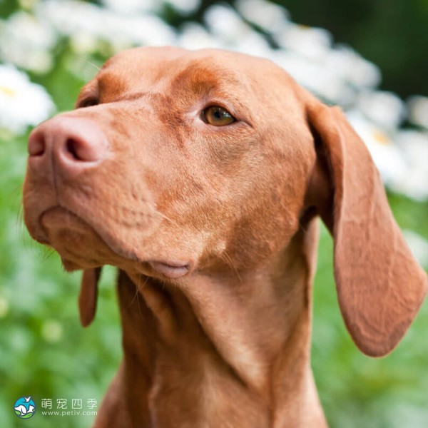 匈牙利维兹拉犬-11