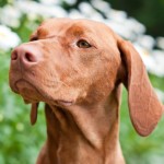 匈牙利维兹拉犬-缩略图-11