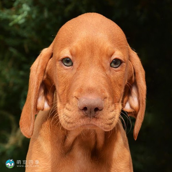 匈牙利维兹拉犬-12