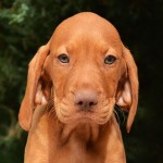 匈牙利维兹拉犬-缩略图-12