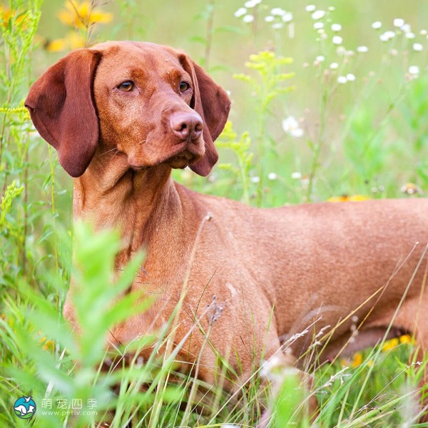 匈牙利维兹拉犬-13
