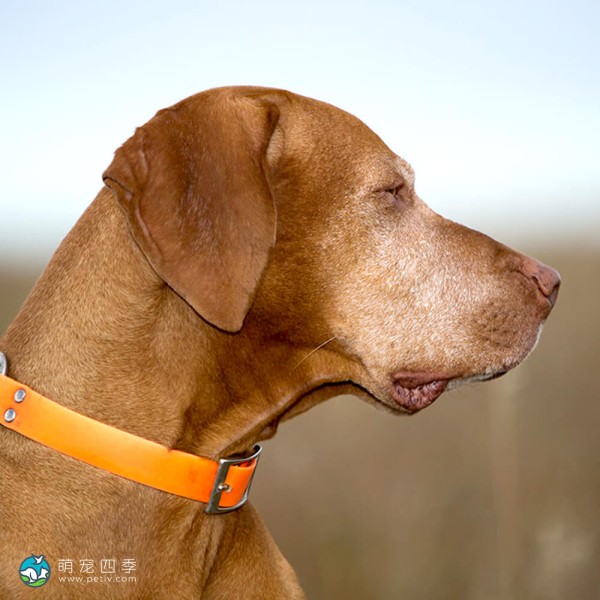 匈牙利维兹拉犬-14