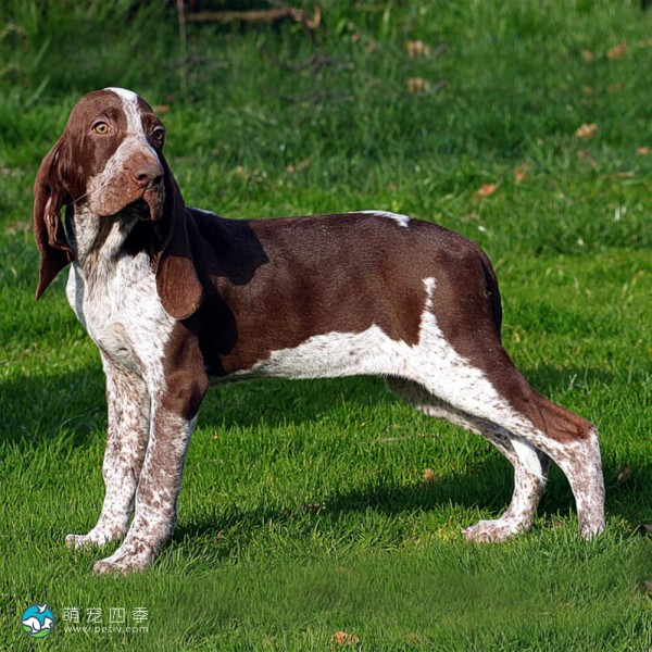 意大利布拉可犬-1