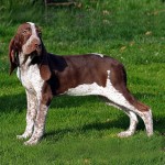 意大利布拉可犬-缩略图-1