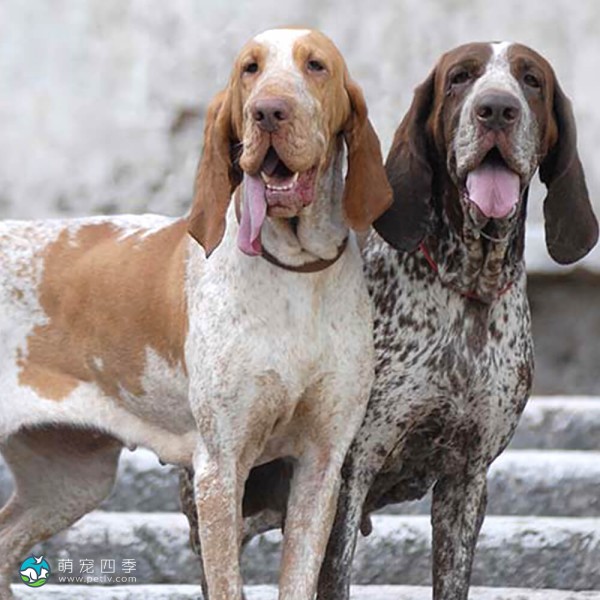 意大利布拉可犬-2