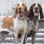 意大利布拉可犬-缩略图-2