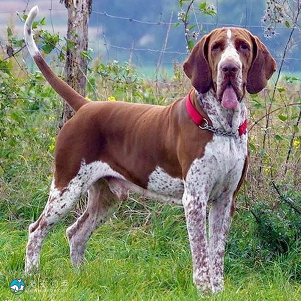 意大利布拉可犬-3