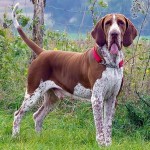 意大利布拉可犬-缩略图-3