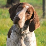 意大利布拉可犬-缩略图-4