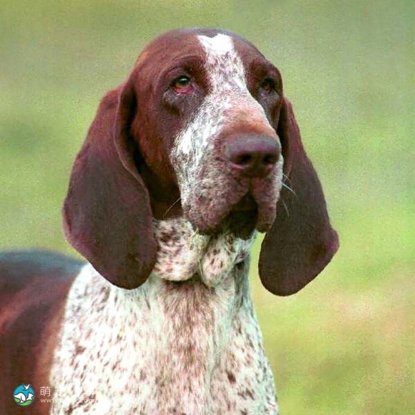 意大利布拉可犬-5