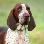 意大利布拉可犬-缩略图-5